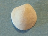 Brachiopod